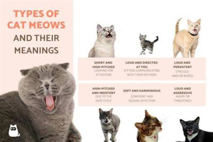 Animal that meows