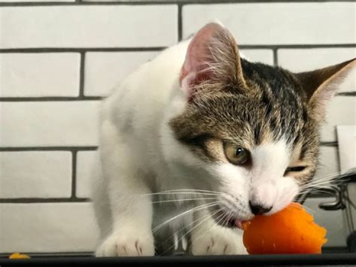 Are carrots bad for cats?