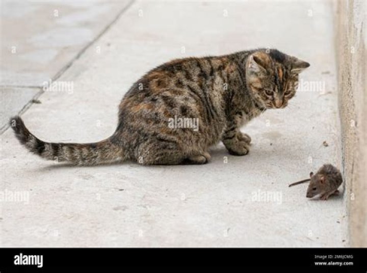 Are male or female cats better at catching mice?