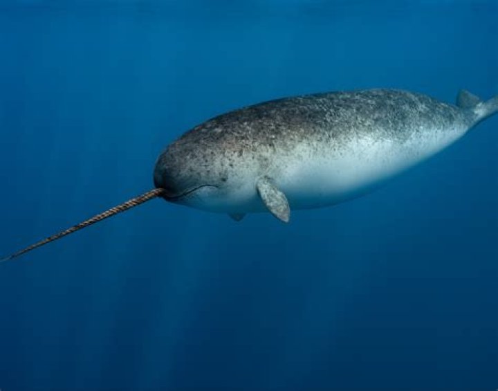 Are narwhals real?