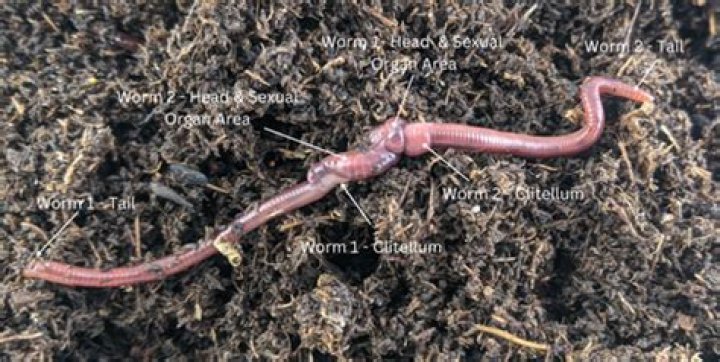 Are worms asexual?