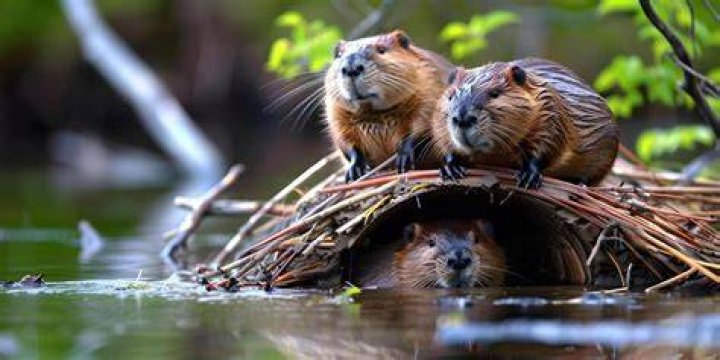 Beaver's display? NYT Crossword Clue Find Puzzle Answer Here - News