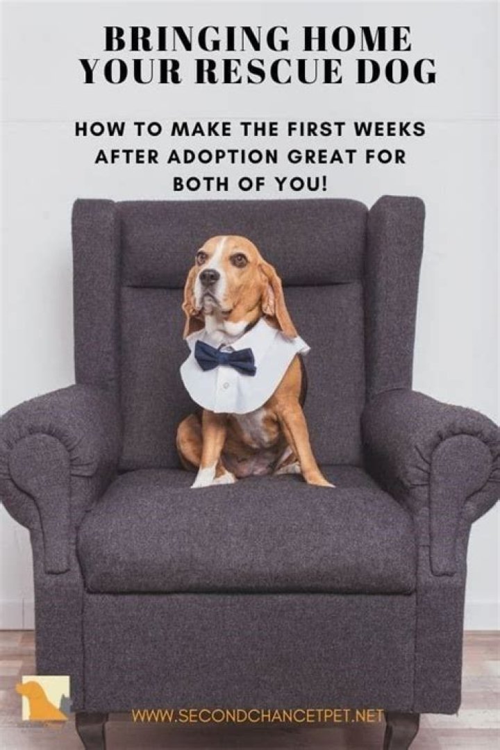 Bring home a rescue dog for example
