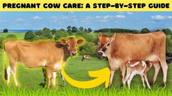 Can a cystic cow get pregnant?