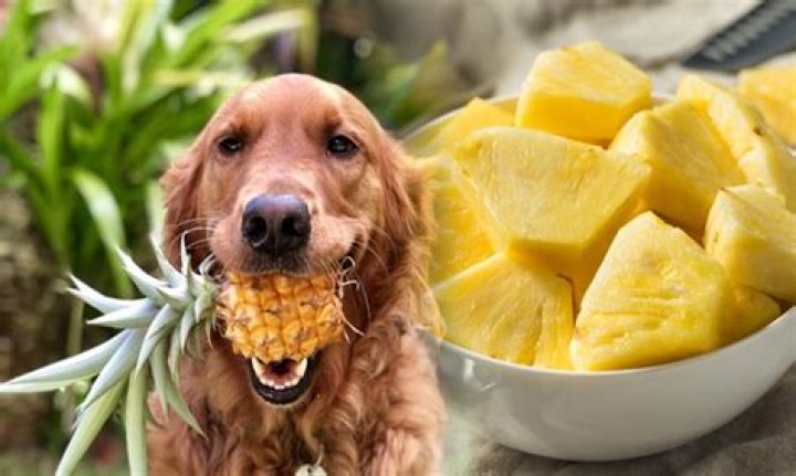 Can a dog eat pineapple?
