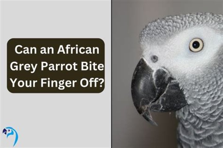 Can a piranha bite your finger off?