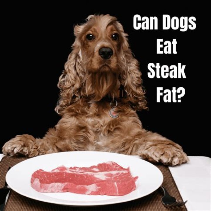 Can dogs eat nibs?
