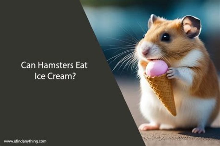 Can hamsters eat ice cream?