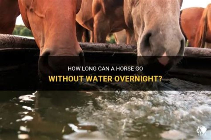 Can horses go overnight without water?