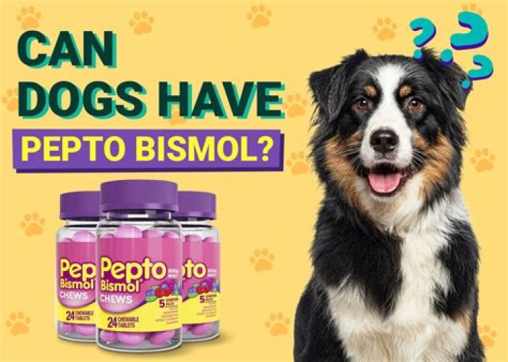 Can I give my dog Imodium or Pepto-Bismol?