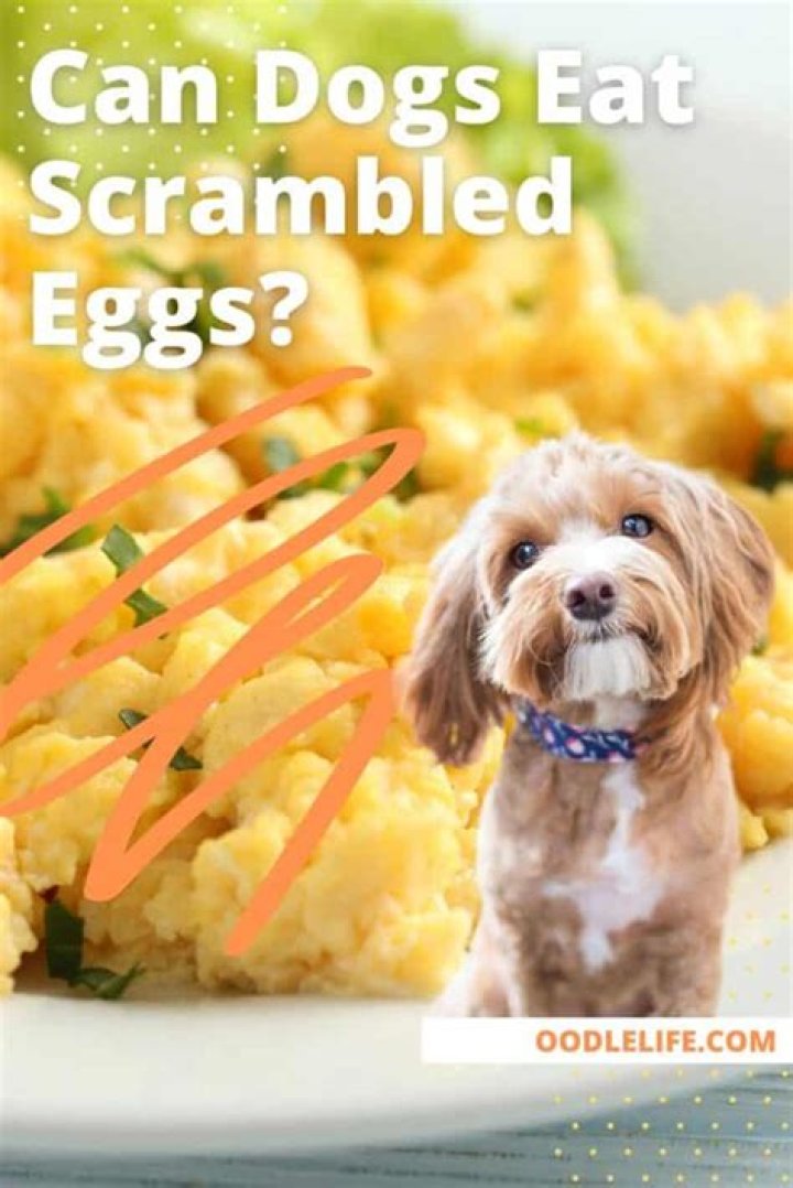 Can I give scrambled eggs to my dog?