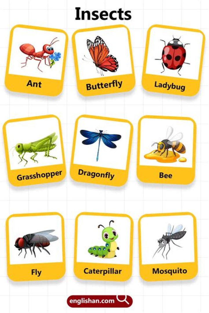 Can insects cry?