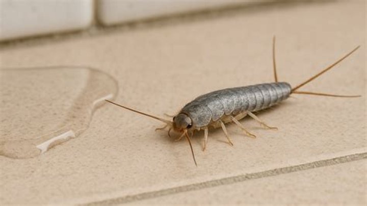 Can silverfish swim?