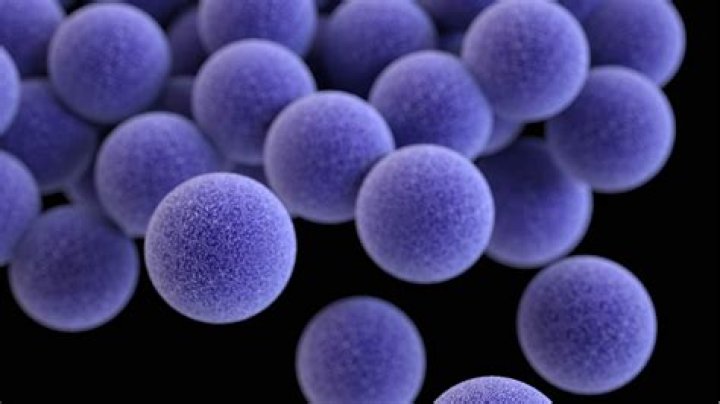 Can Staphylococcus aureus affect my period?