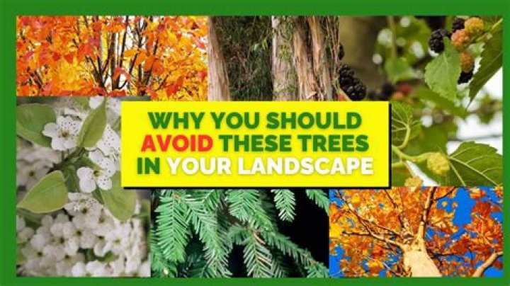 Can trees understand humans?