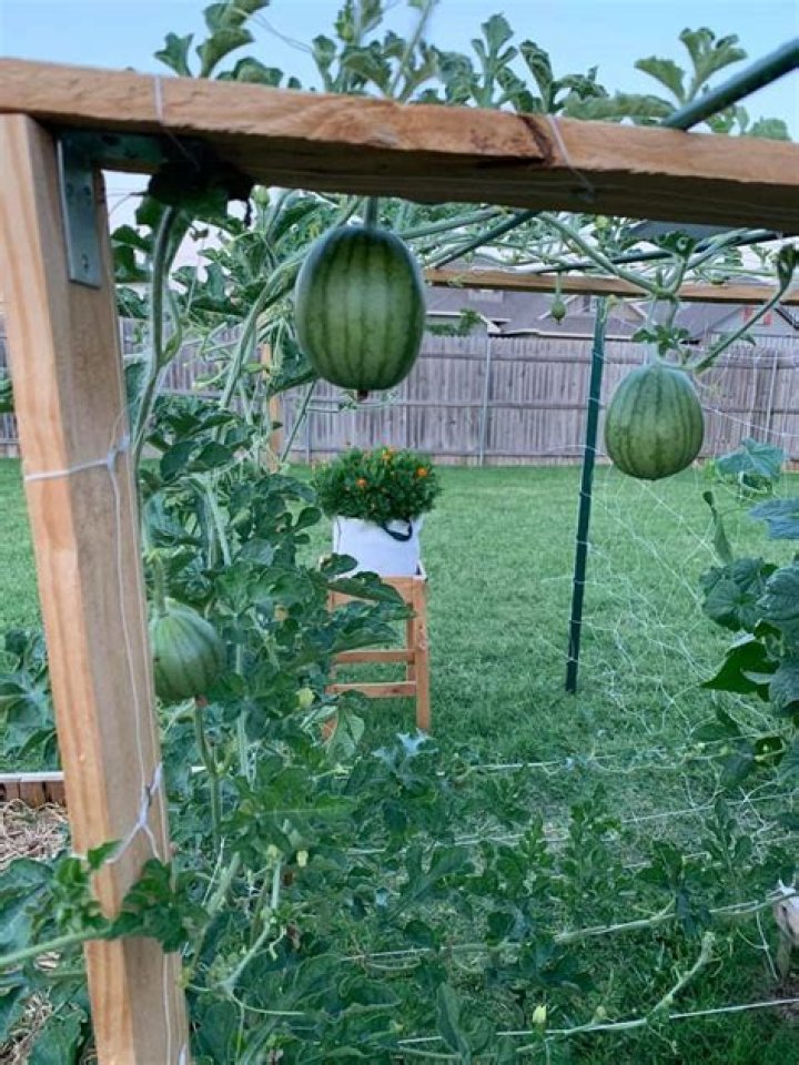 Can watermelon miscarriage?