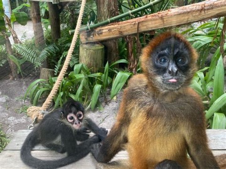 Can you buy a spider monkey in the US?