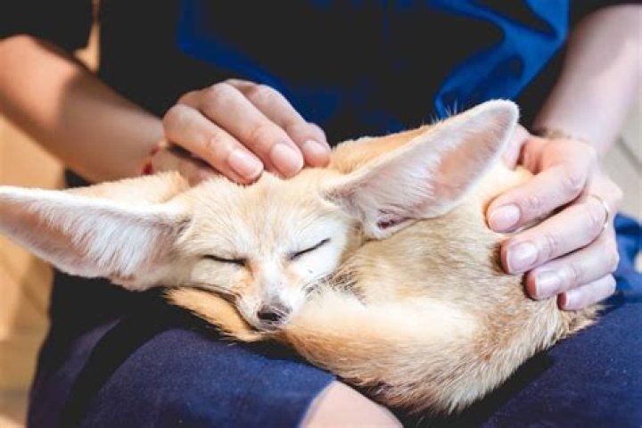 Can you pet a fox?
