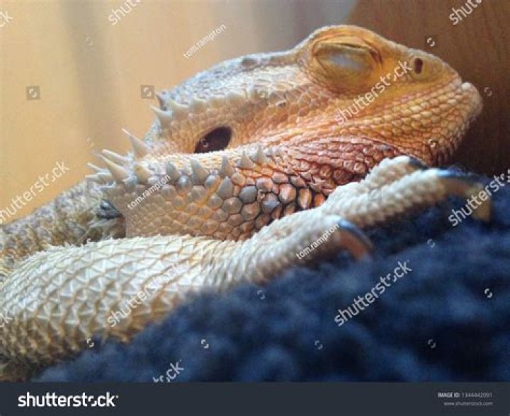 Can you wake a sleeping bearded dragon?