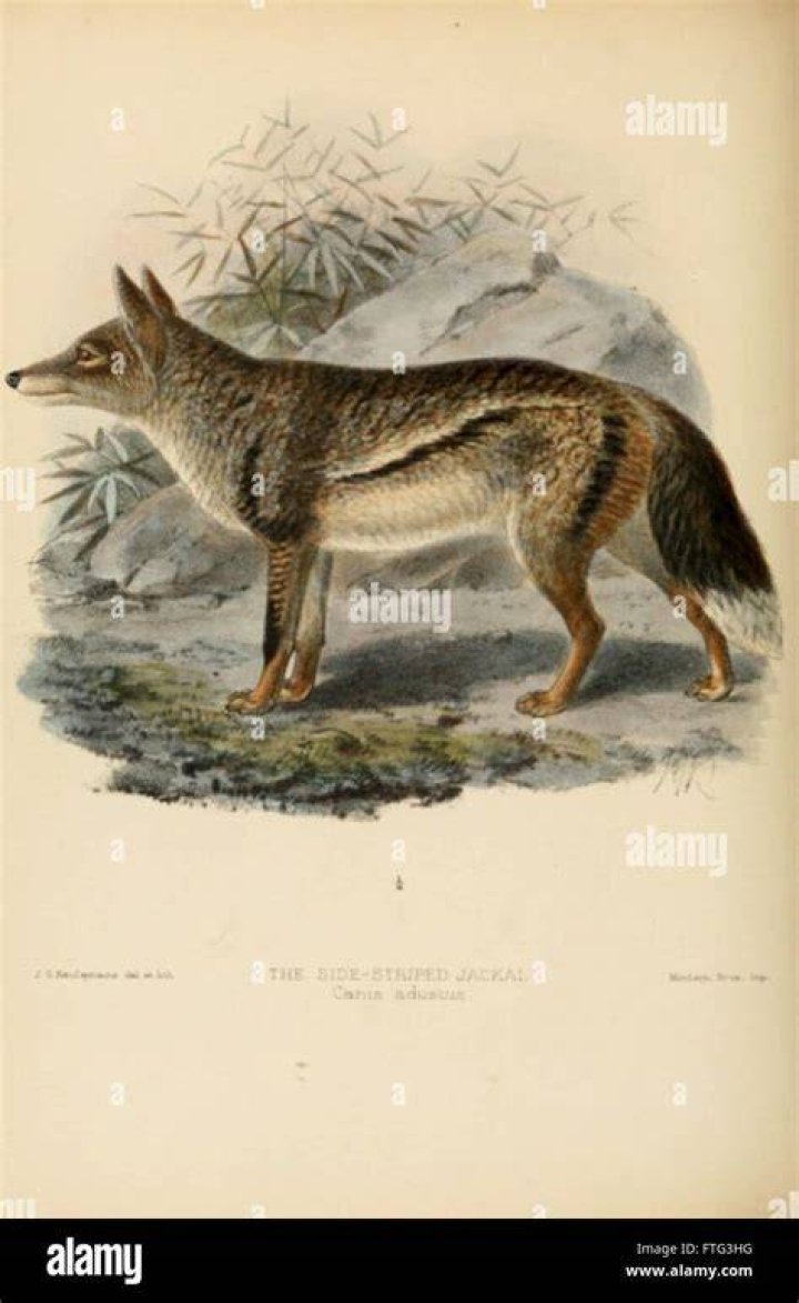 Canine