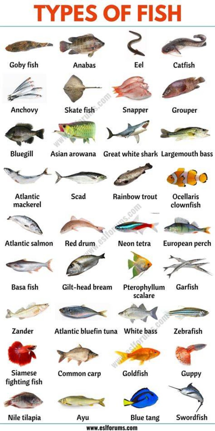 Common food fish
