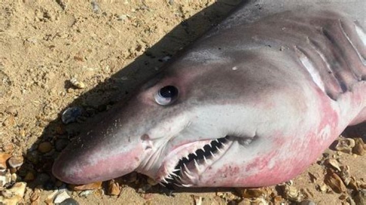 Uncover the Mystery: The Truth About Dead Sea Sharks