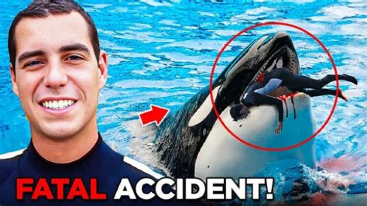 Did a whale eat a trainer at SeaWorld?
