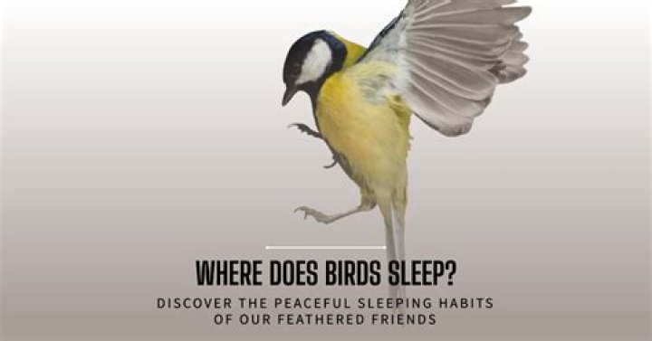 Do any birds sleep while flying?