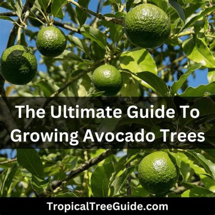 Do avocado trees bear fruit every year?