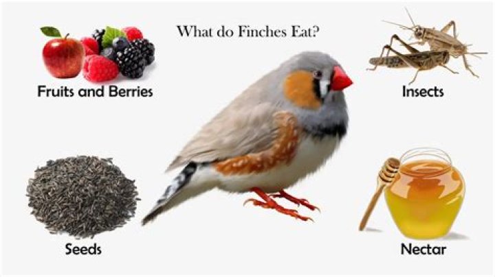 Do birds chew their food?