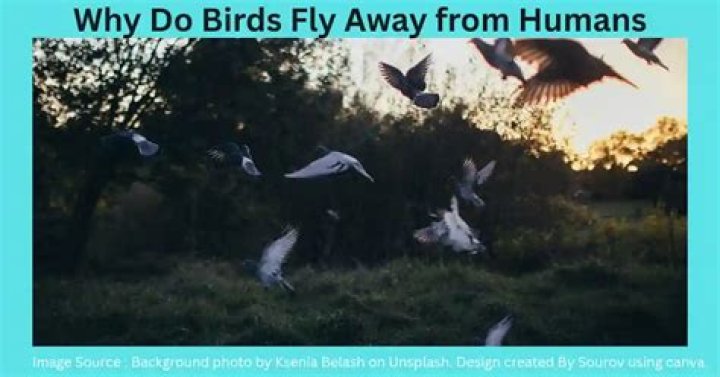 Do birds connect with humans?