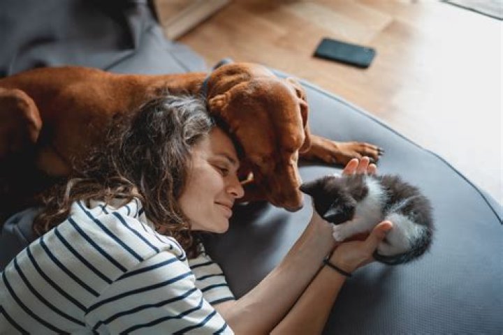 Do cats see owners as parents?