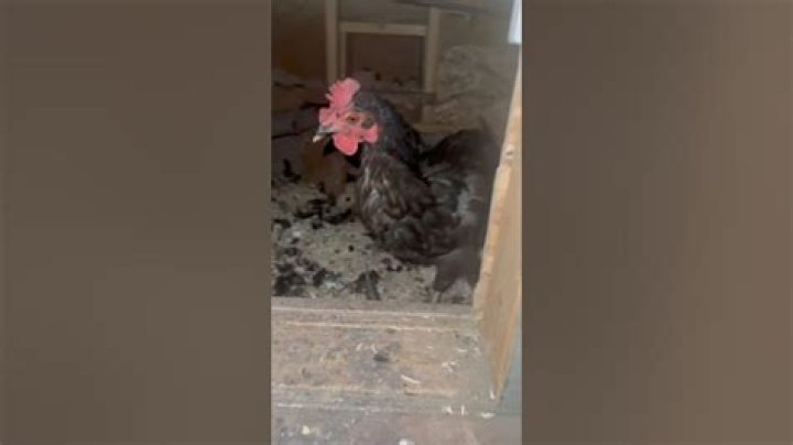 Do chickens grieve?