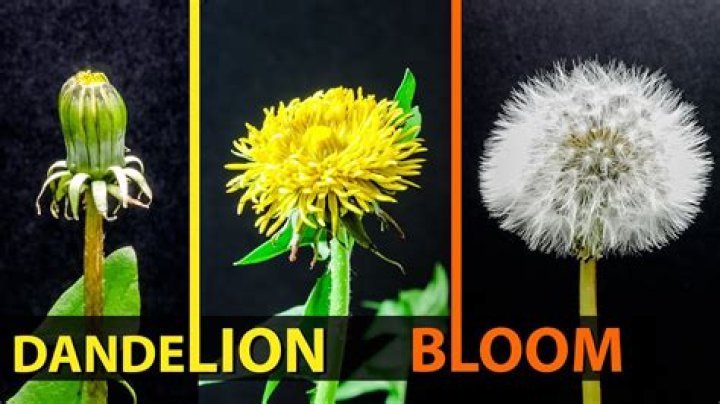 Do dandelions have predators?