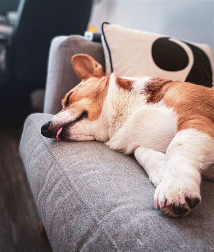 Do dogs actually sleep?