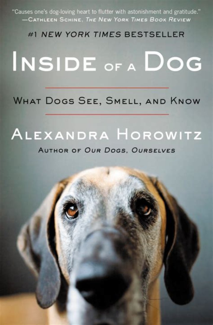 Do dogs think about you when you're gone?