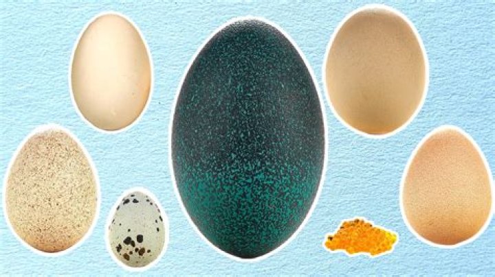 Do farm eggs taste different?