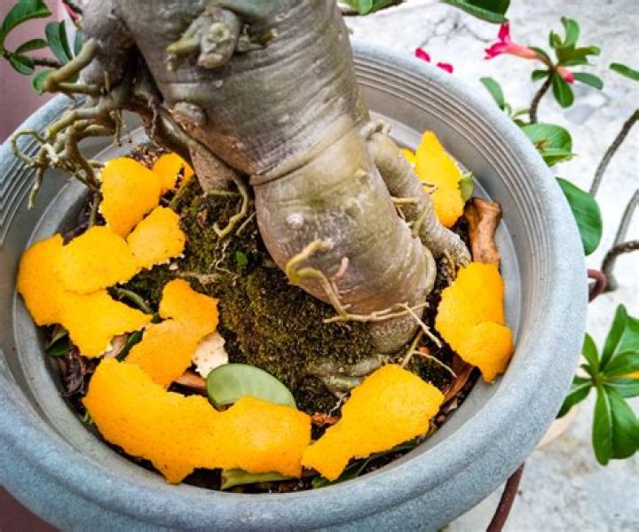 Do fruit peels help plants grow?
