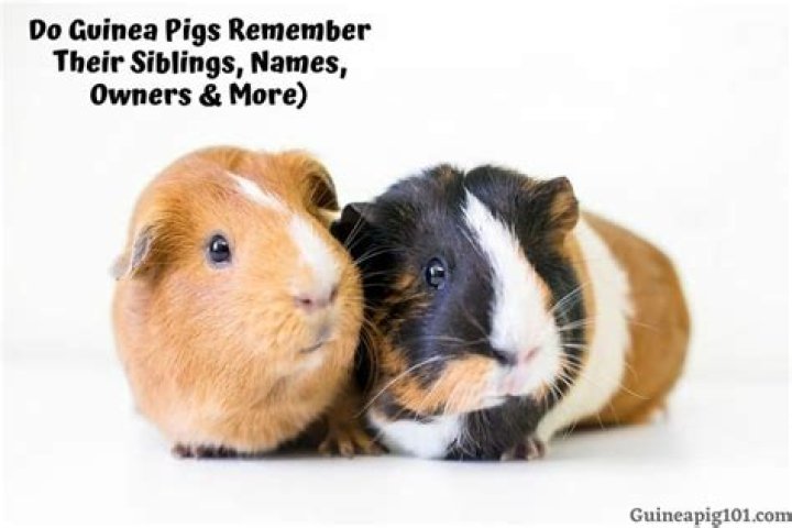 Do guinea pigs remember their siblings?