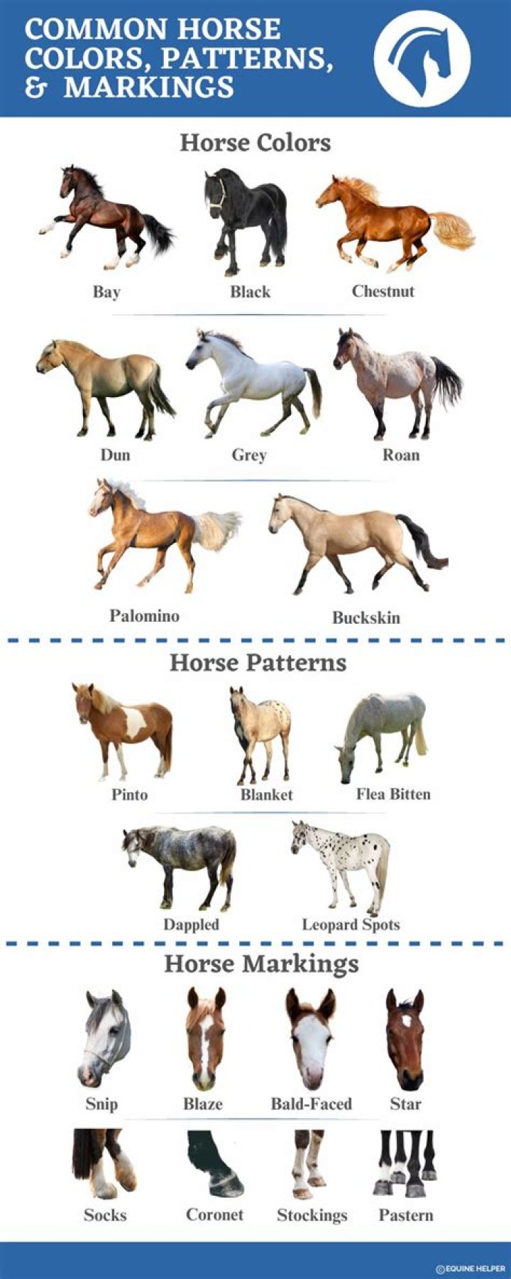 Do horses respond to their names?