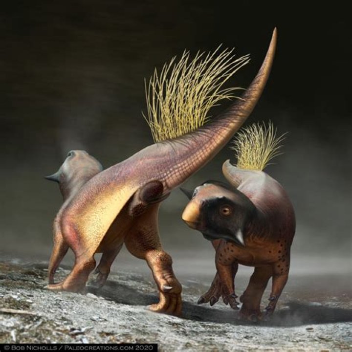 Do humans have a cloaca?