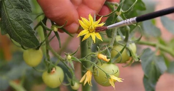 Do I need to pollinate tomato flowers?
