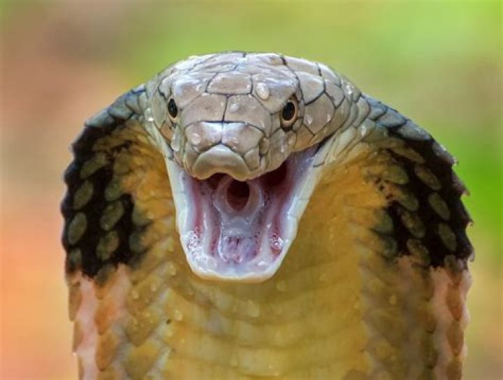 Do king cobras have brain?