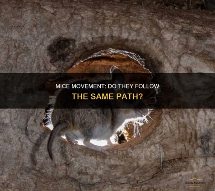 Do mice always follow the same path?