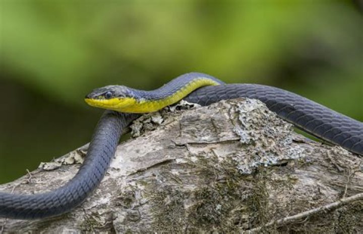 Do snakes come out in the night?