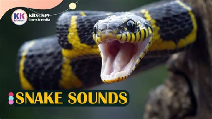 Do snakes like noise?