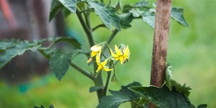 Do tomato plants continue to grow after flowering?