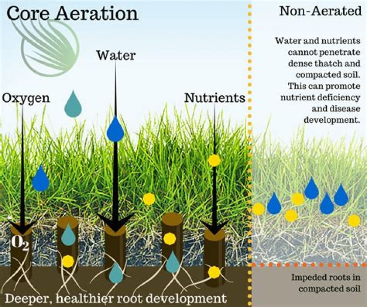 Does aeration help with fungus?