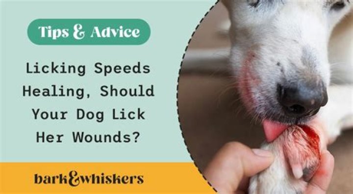 Does licking your cuts help?
