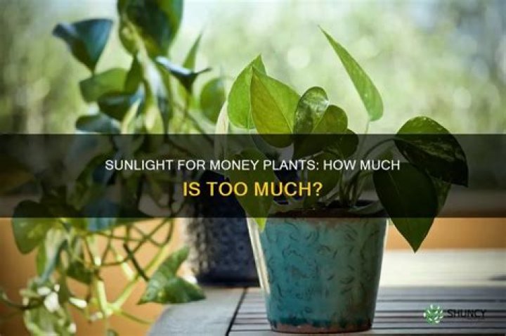 Does money plant need sunlight?